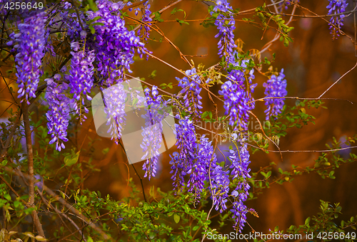 Image of Wisteria