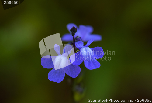 Image of Blue Toadflax (Linaria canadensis)