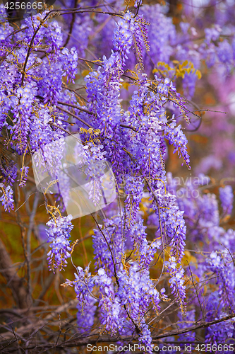 Image of Wisteria