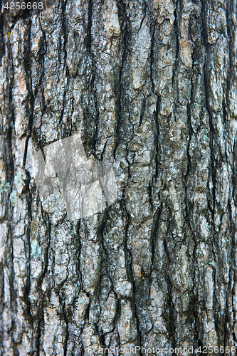 Image of Tree bark