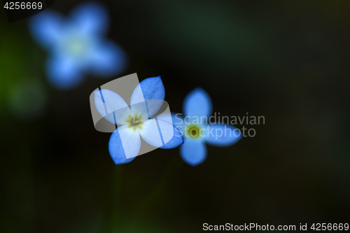 Image of Azure Bluet