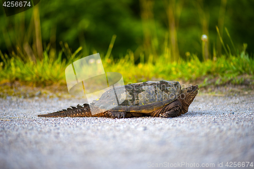 Image of common Snapping Turtle