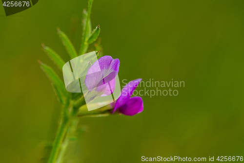 Image of Common Vetch (Vicia sativa)