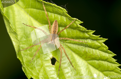 Image of Spider