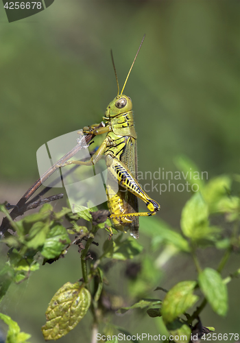 Image of Grasshopper