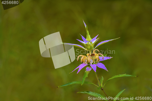 Image of Spotted Bee-balm (Monarda punctata)