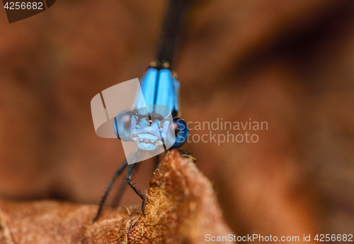 Image of Damselfly