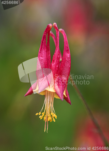 Image of Aquilegia canadensis