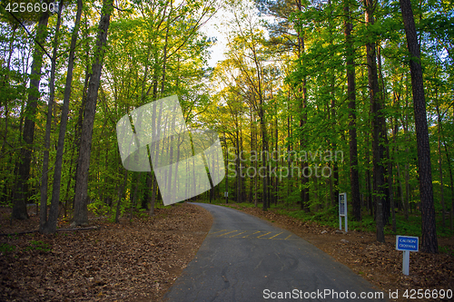 Image of Trees