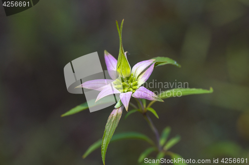 Image of Spotted Bee-balm (Monarda punctata)