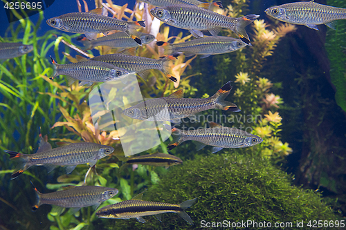 Image of Fishes in aquarium