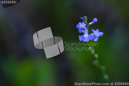 Image of Blue Toadflax