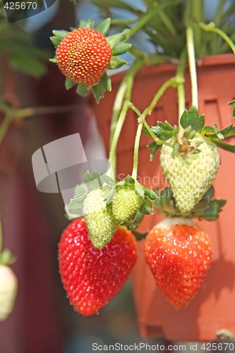 Image of Strawberry plants