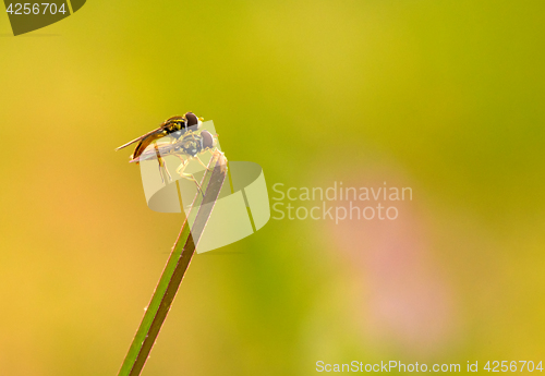 Image of Robberfly