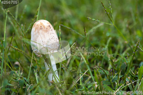 Image of mushroom