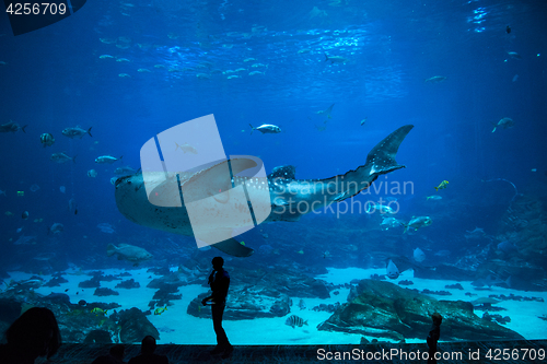 Image of Fishes in aquarium