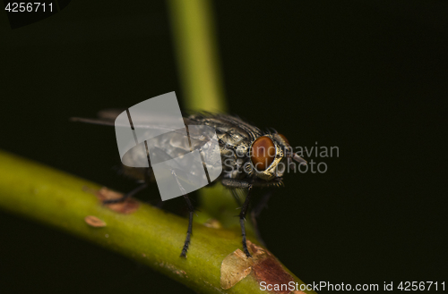 Image of Fly