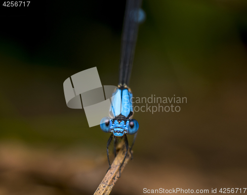 Image of Damselfly