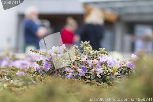 Image of Flowers