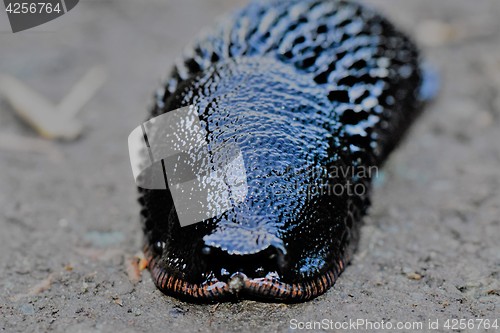 Image of Snail