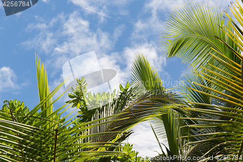 Image of palm trees over blue sky