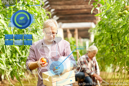 Image of old man picking tomatoes up at farm greenhouse