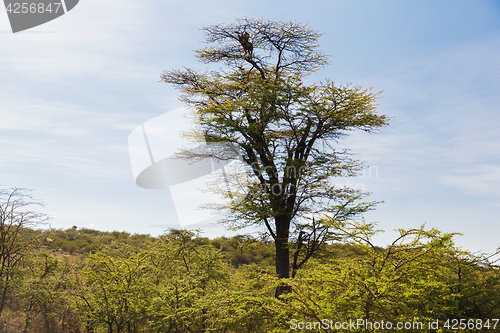 Image of leopard on top of tree in savannah at africa