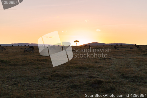 Image of group of herbivore animals in savannah at africa