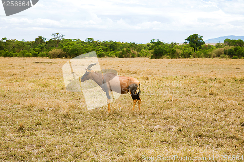 Image of topi antelope grazing in savannah at africa