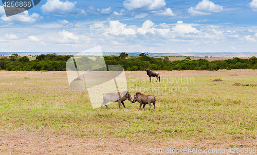 Image of warthogs fighting in savannah at africa