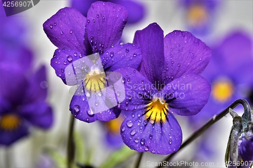 Image of Flower