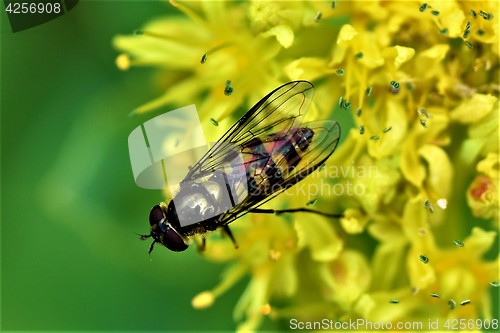 Image of Fly