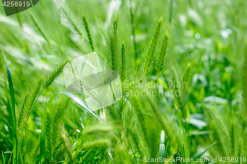 Image of green rass spikes background