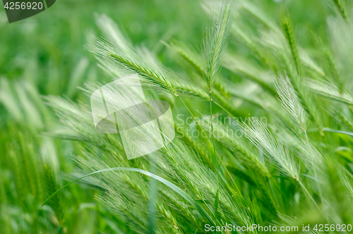 Image of green rass spikes background