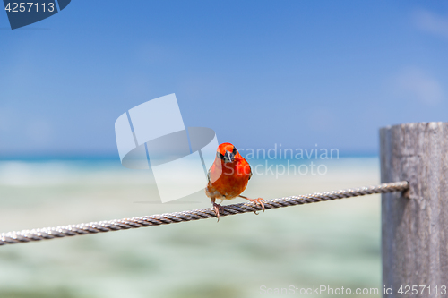 Image of red fody sitting on rope at seaside