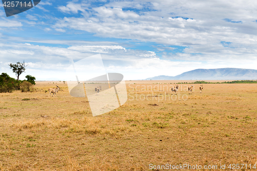 Image of eland antelopes grazing in savannah at africa