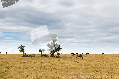 Image of wildebeests grazing in savannah at africa