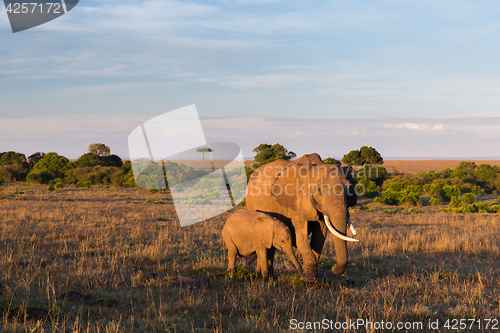 Image of elephant with baby or calf in savannah at africa