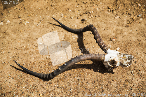 Image of impala antelope skull with horns on ground