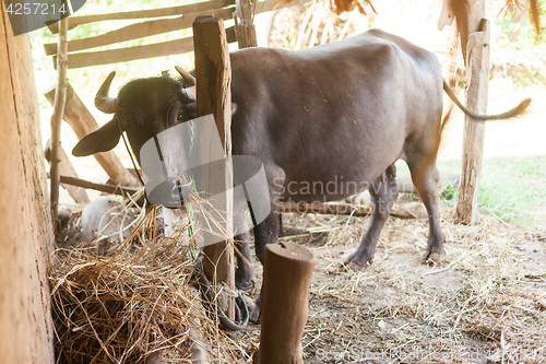 Image of Domesticated buffalo