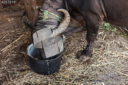 Image of Buffalo eating