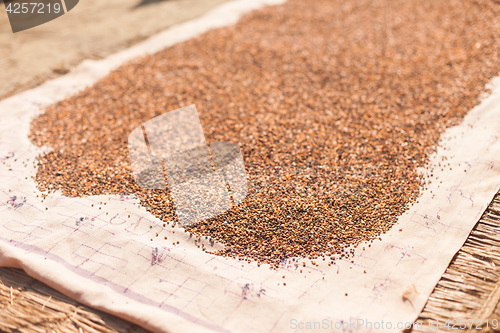 Image of Pulses drying in the sun