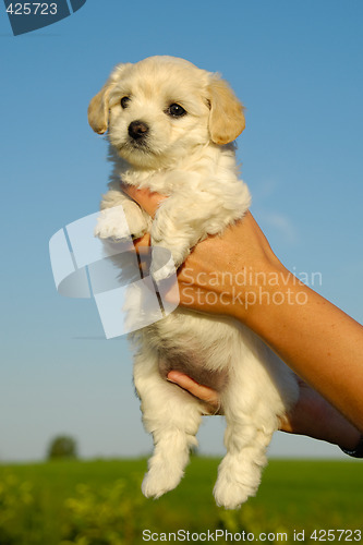 Image of Holding sweet puppy in hands