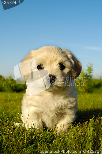 Image of Bichon Havanais puppy dog