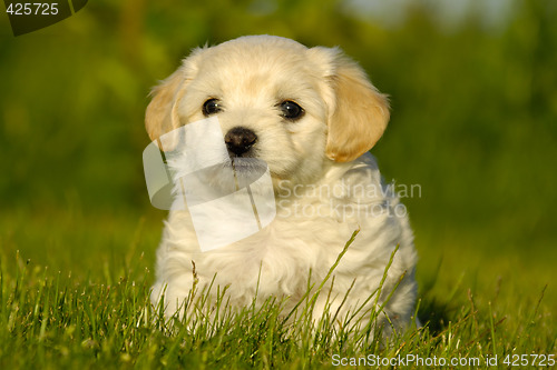 Image of Bichon Havanais puppy dog