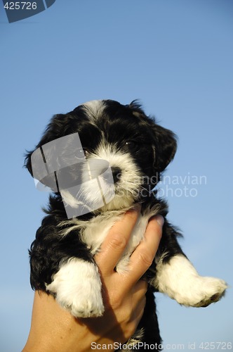Image of Small puppy in hand