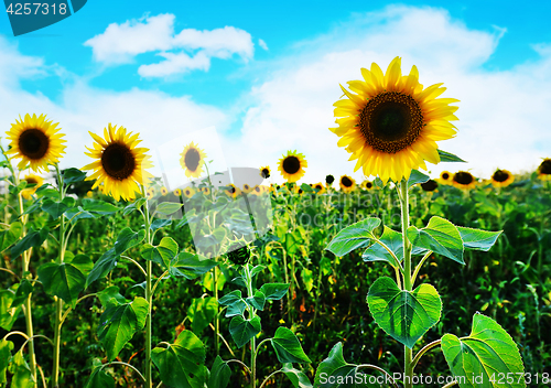 Image of sunflower field