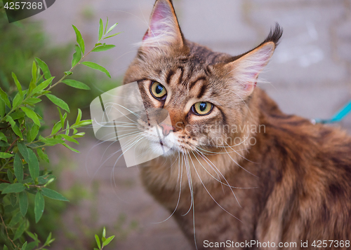 Image of Maine Coon on grass in garden