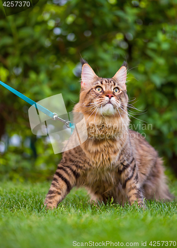 Image of Maine Coon on grass in garden