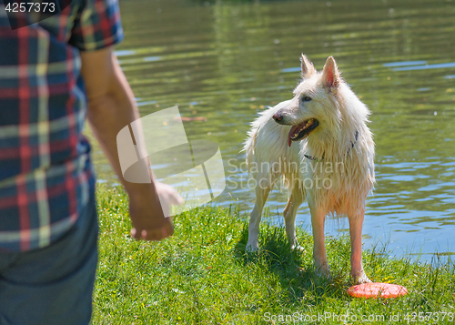 Image of Big wet white dog at park